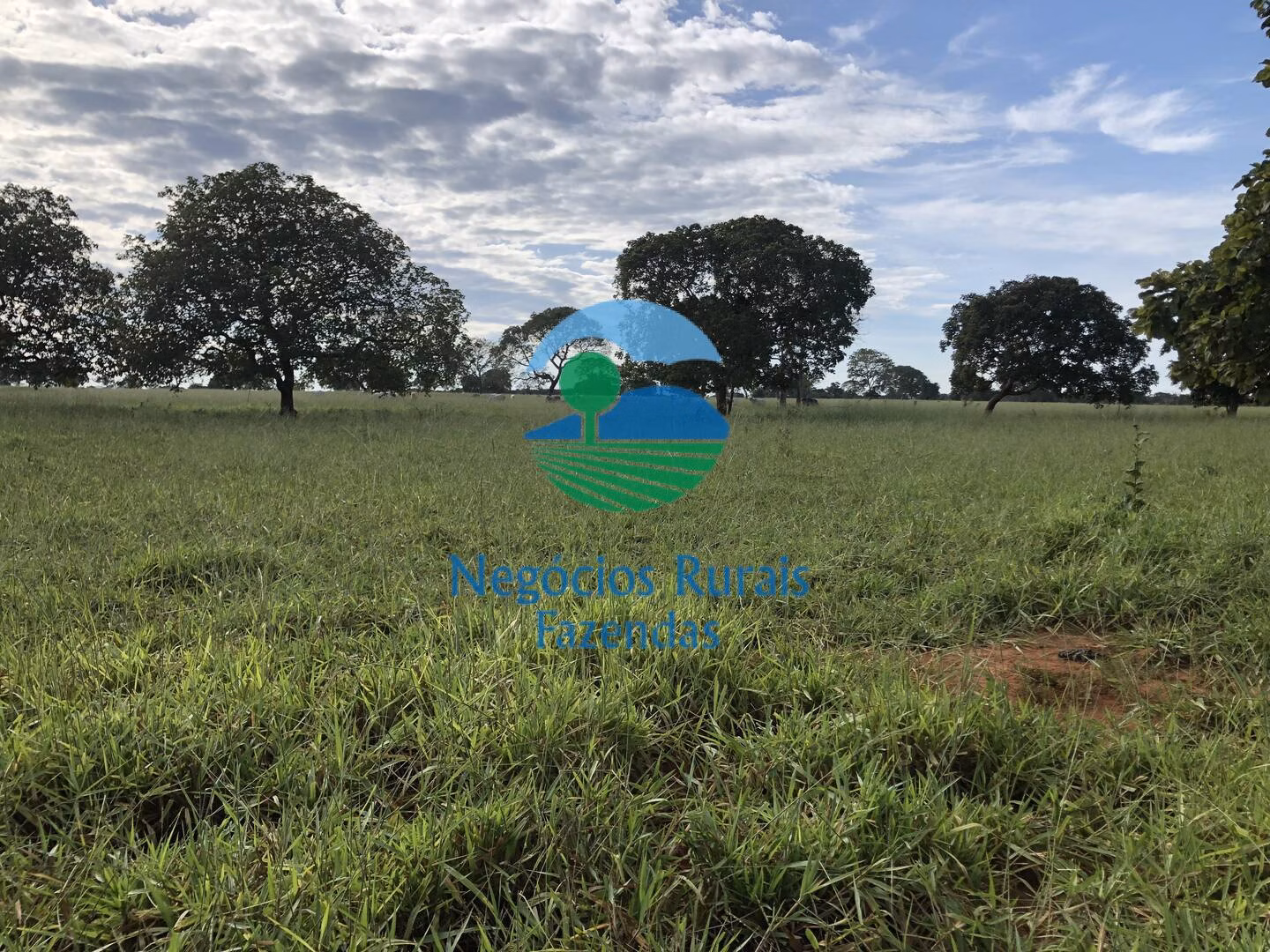Fazenda de 677 ha em Campinorte, GO