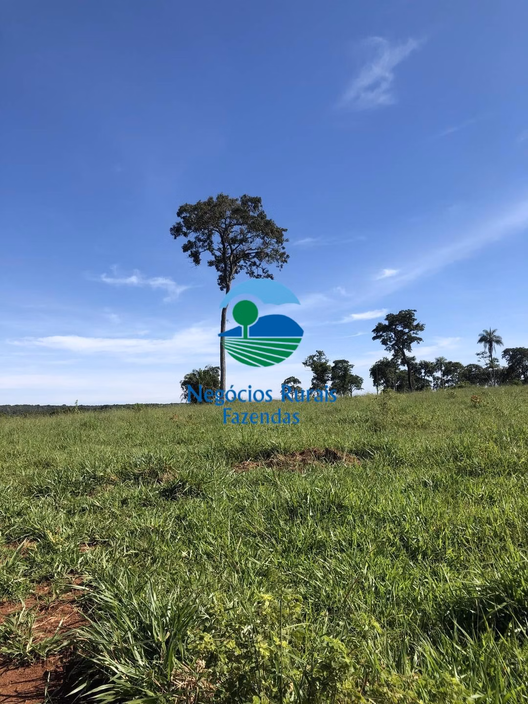Fazenda de 677 ha em Campinorte, GO