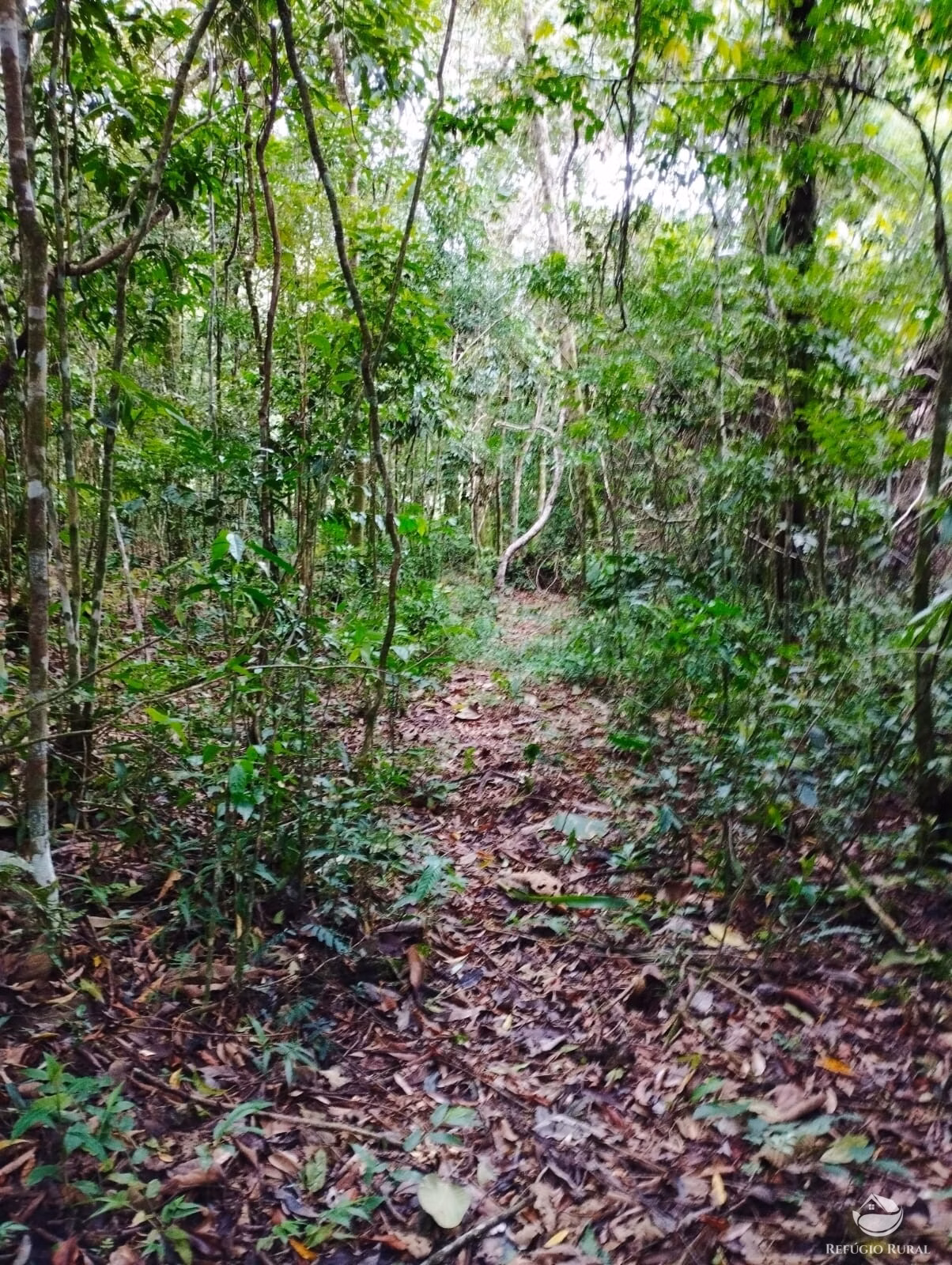 Small farm of 35 acres in São José dos Campos, SP, Brazil