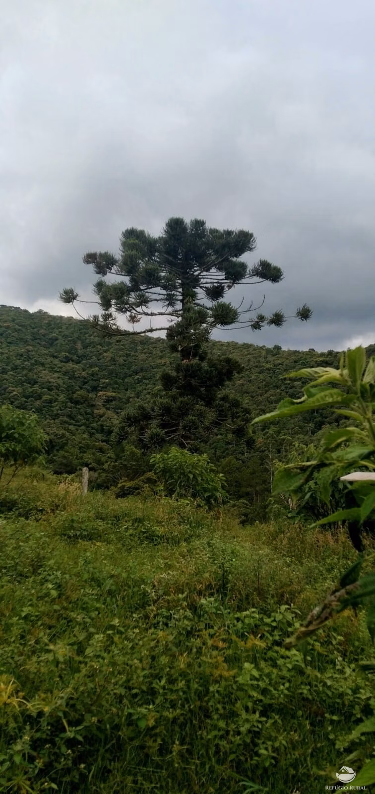 Small farm of 35 acres in São José dos Campos, SP, Brazil