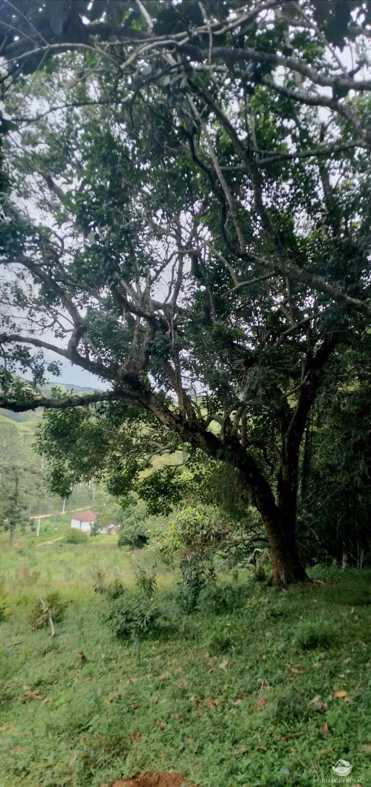 Small farm of 35 acres in São José dos Campos, SP, Brazil