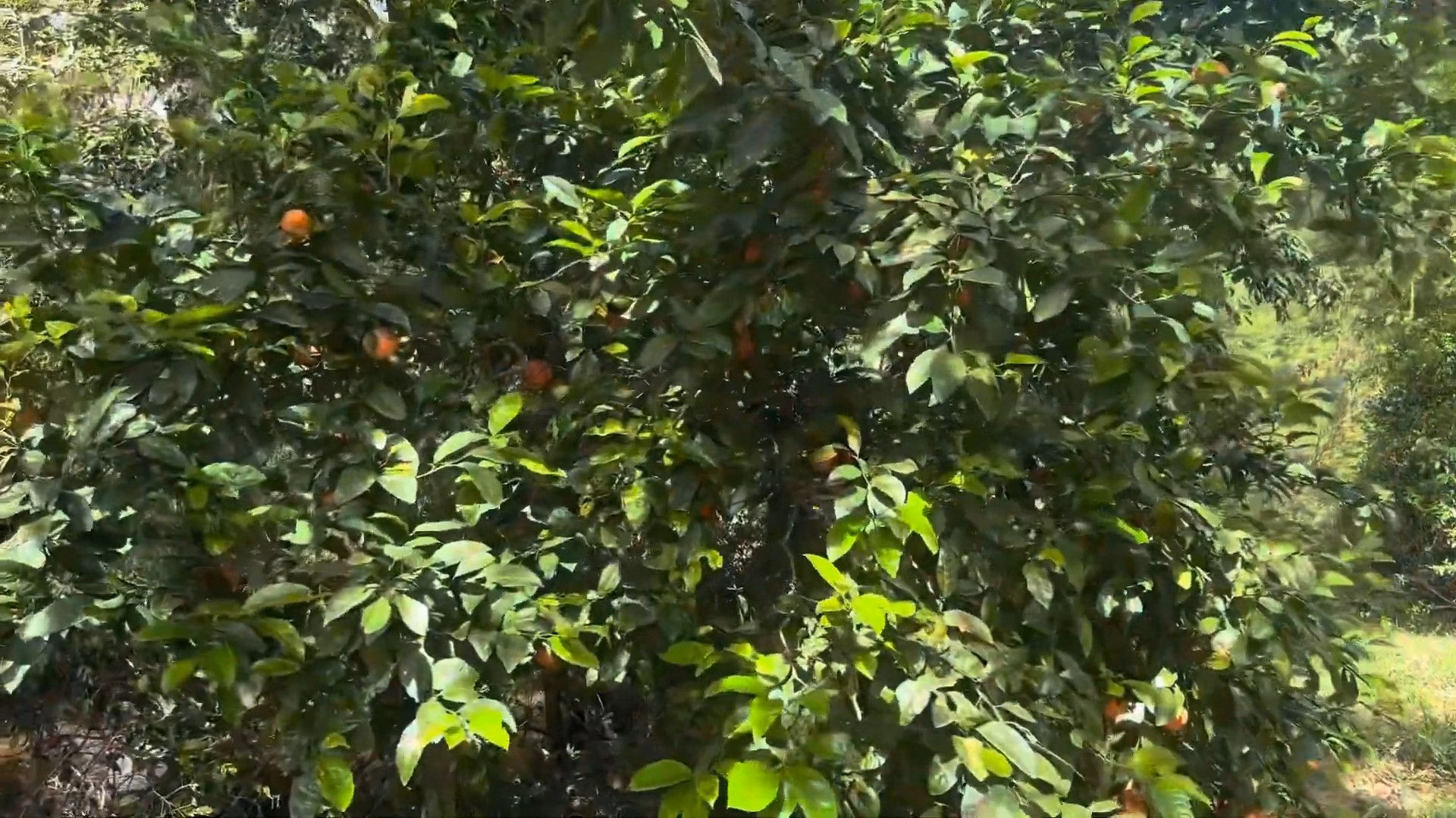 Chácara de 1.900 m² em Glorinha, RS