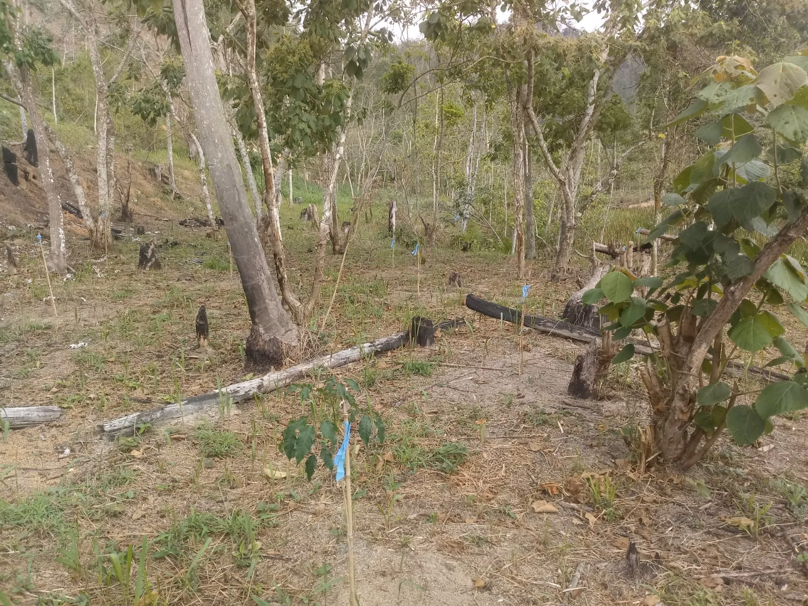 Sítio de 2 ha em Monteiro Lobato, SP