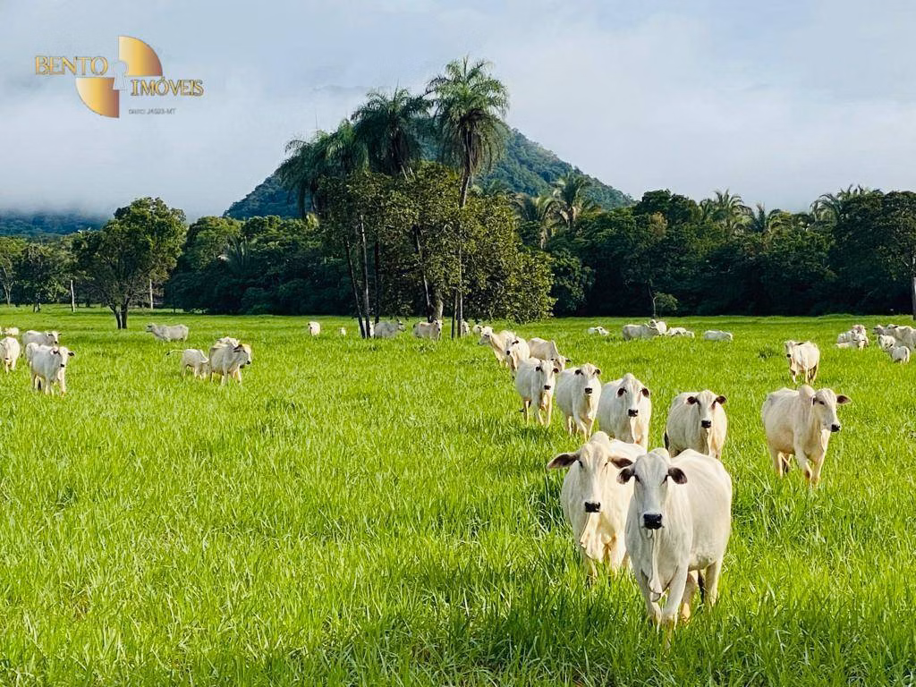 Fazenda de 600 ha em Jangada, MT