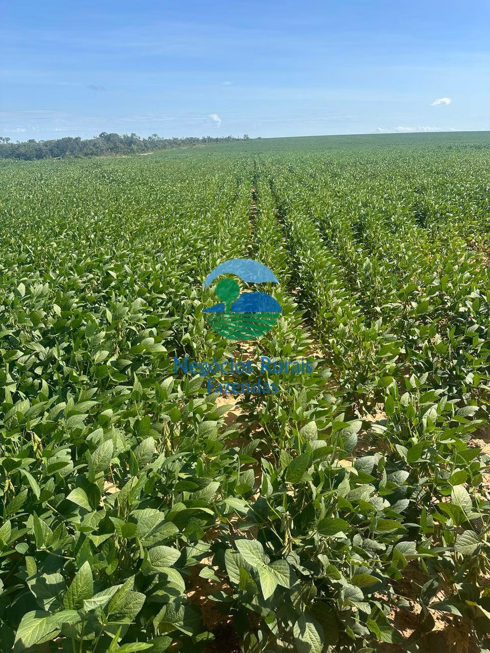 Fazenda de 2.000 ha em Palmas, TO