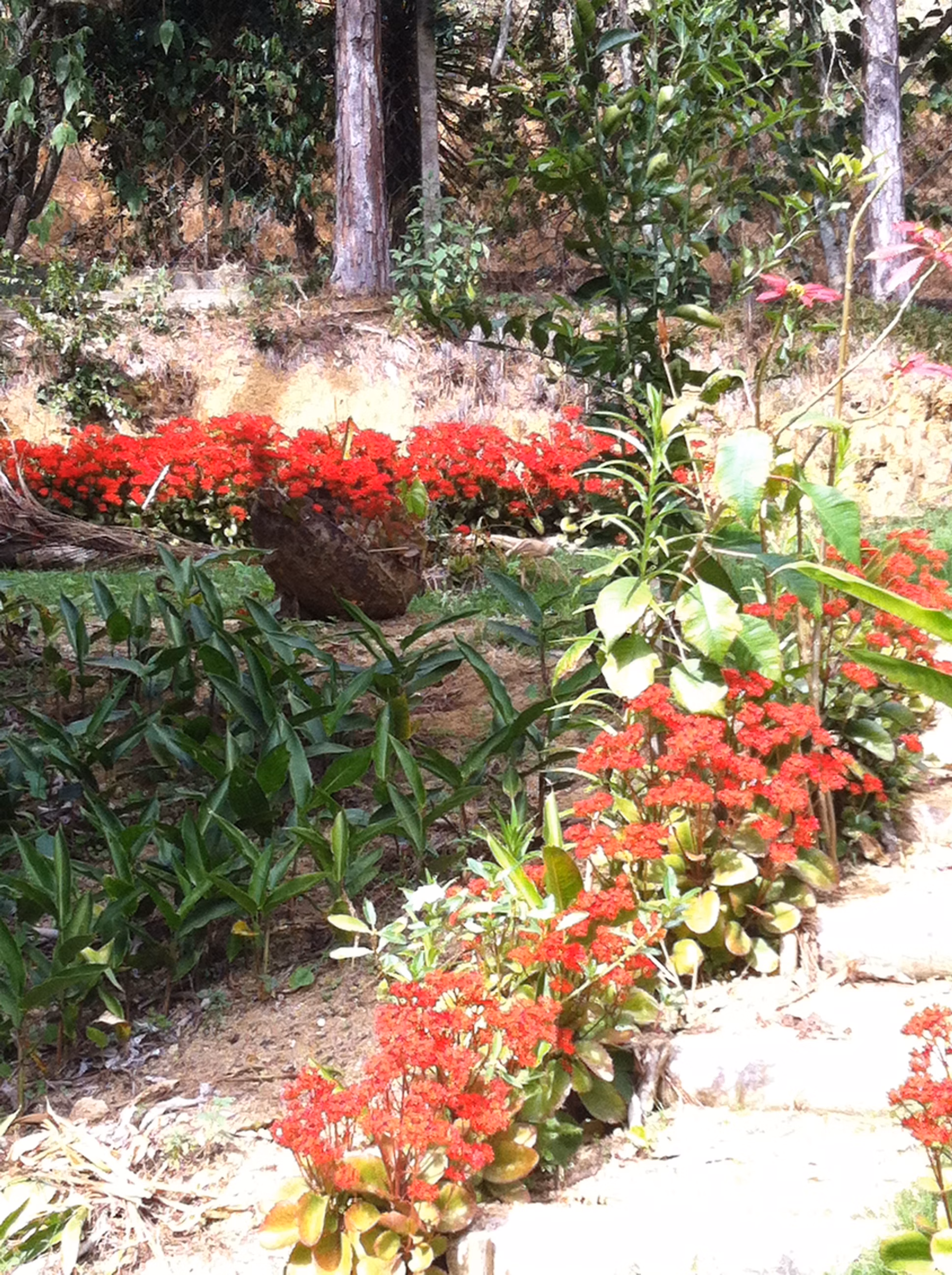 Small farm of 104 acres in Domingos Martins, ES, Brazil