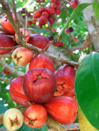 Small farm of 104 acres in Domingos Martins, ES, Brazil