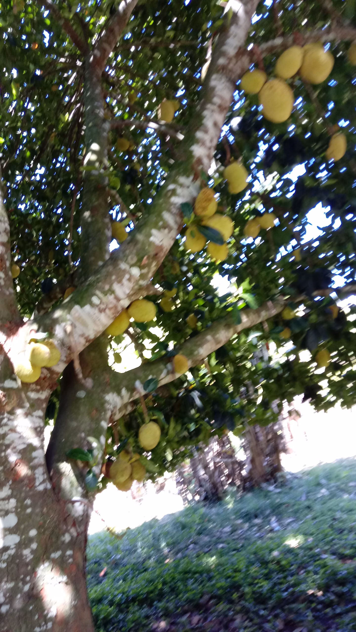 Small farm of 104 acres in Domingos Martins, ES, Brazil