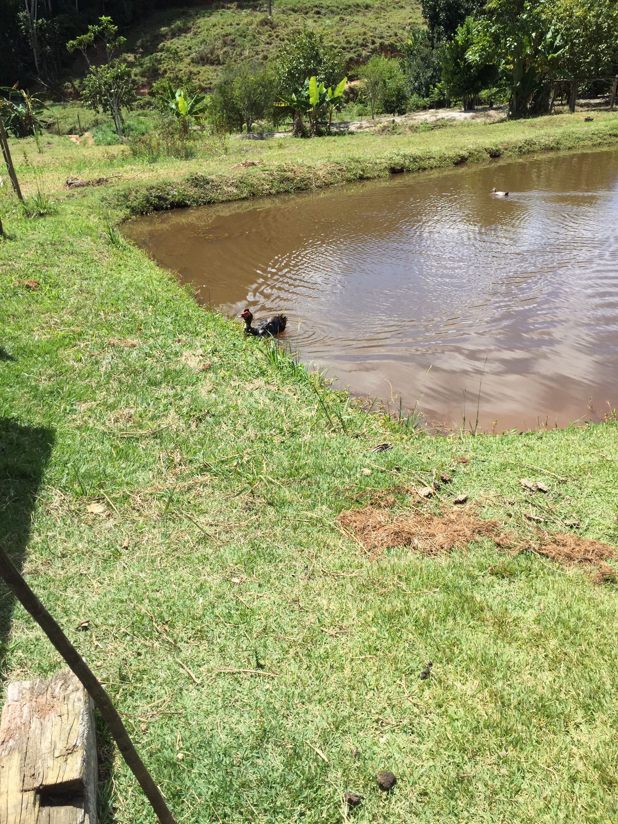 Small farm of 104 acres in Domingos Martins, ES, Brazil