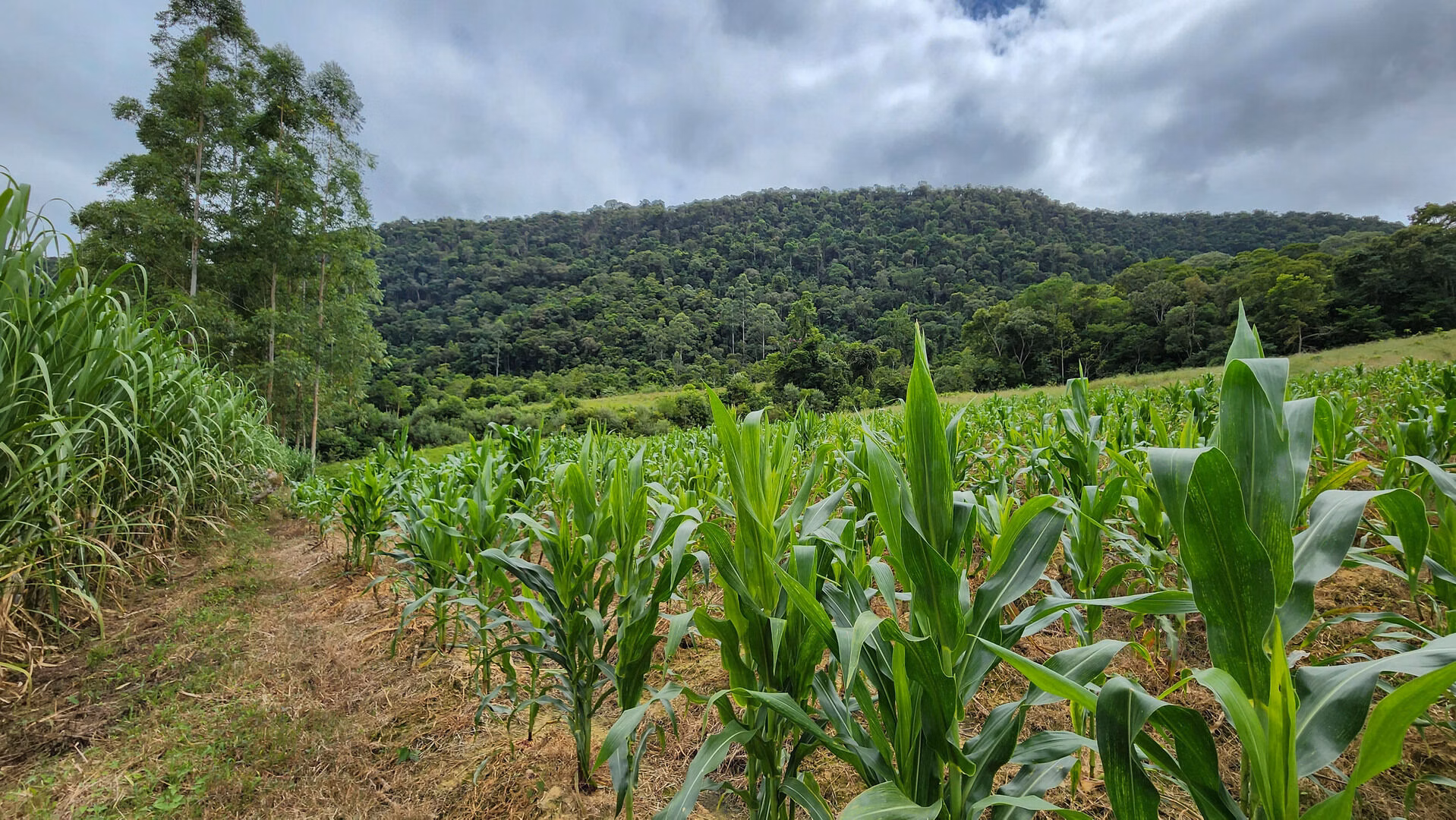 Terreno de 6 ha em Vitor Meireles, SC