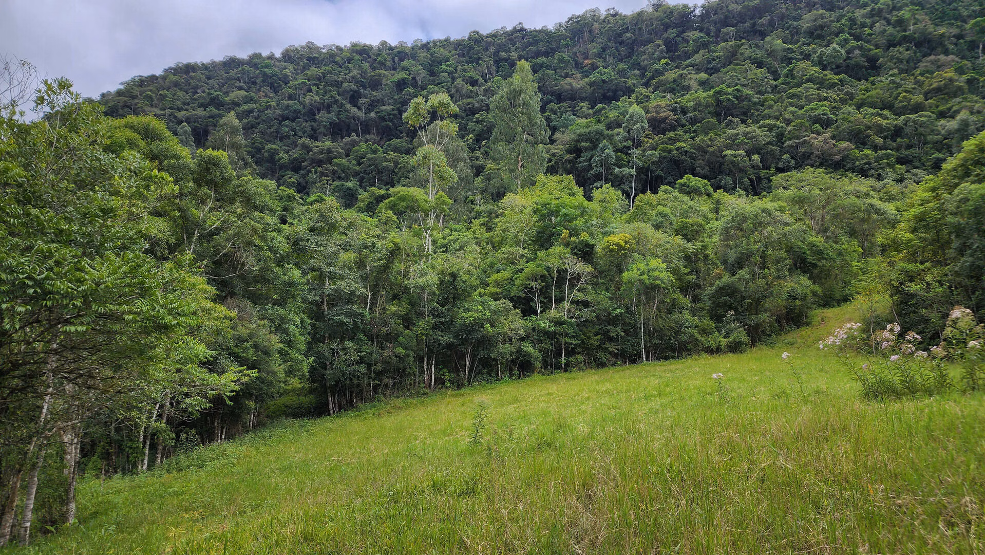 Terreno de 6 ha em Vitor Meireles, SC