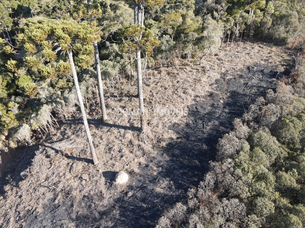 Plot of 1,100 m² in Campos do Jordão, SP, Brazil