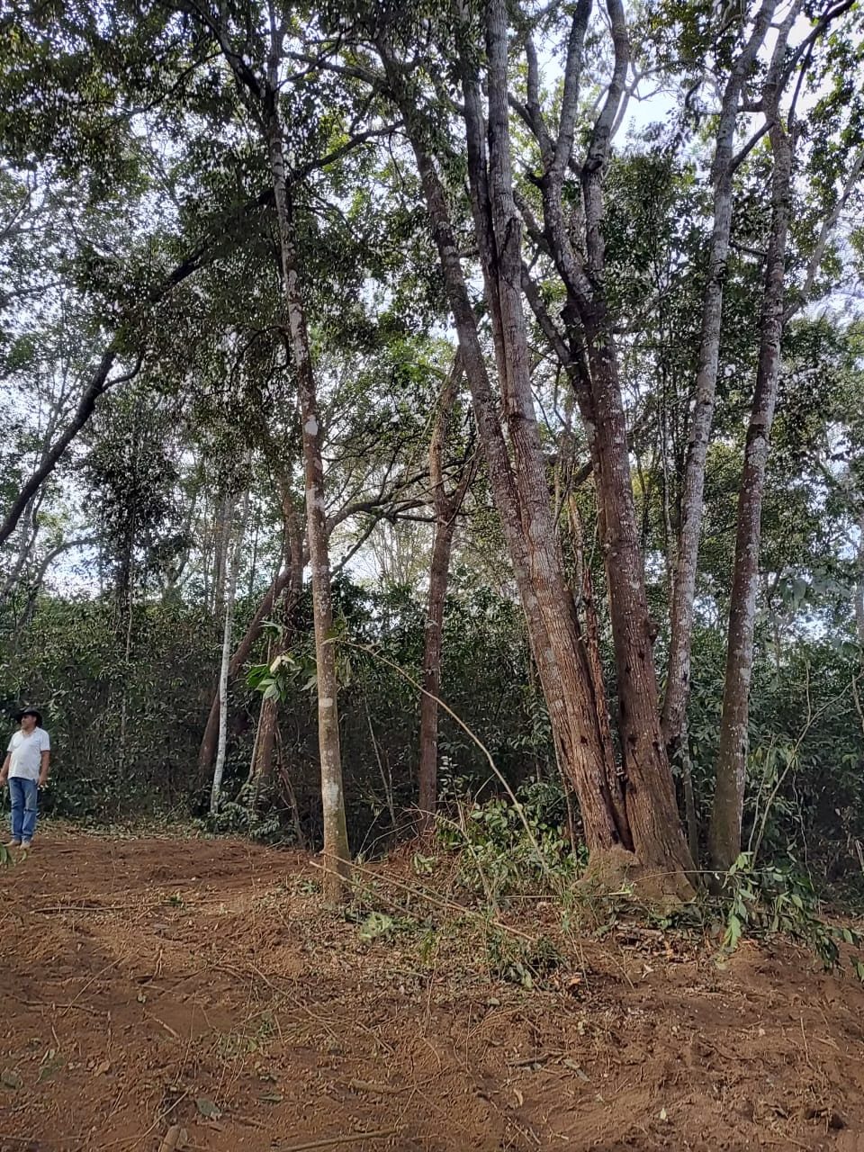 Fazenda de 100 ha em Luziânia, GO