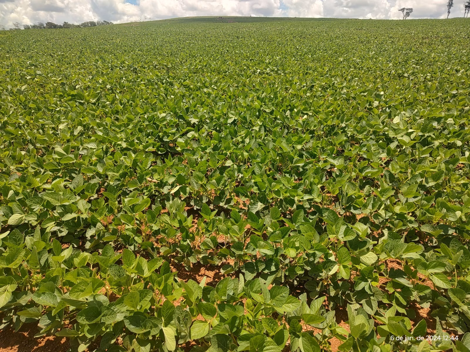Fazenda de 100 ha em Luziânia, GO