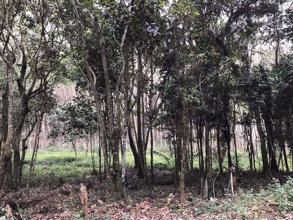 Sítio de 29 ha em Biritiba Mirim, SP