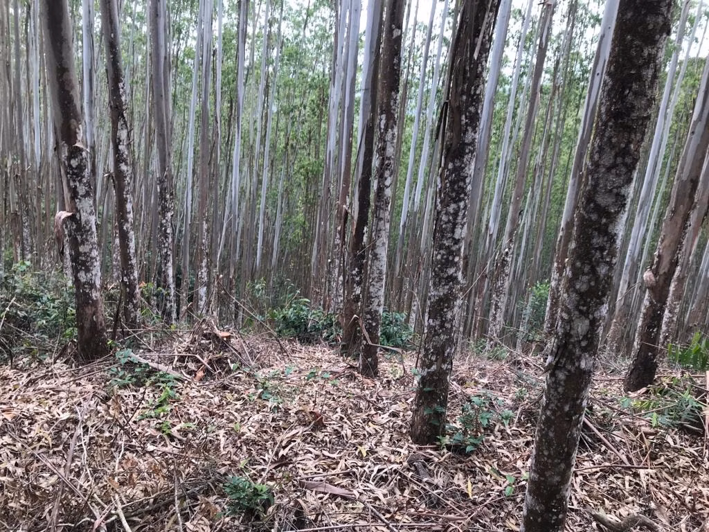 Sítio de 29 ha em Biritiba Mirim, SP