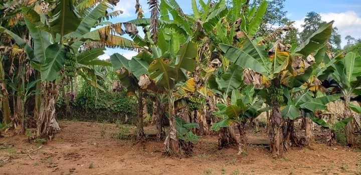 Small farm of 60 acres in Bofete, SP, Brazil