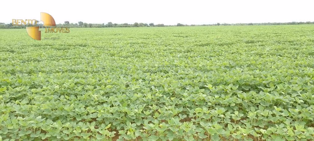 Fazenda de 727 ha em Poconé, MT