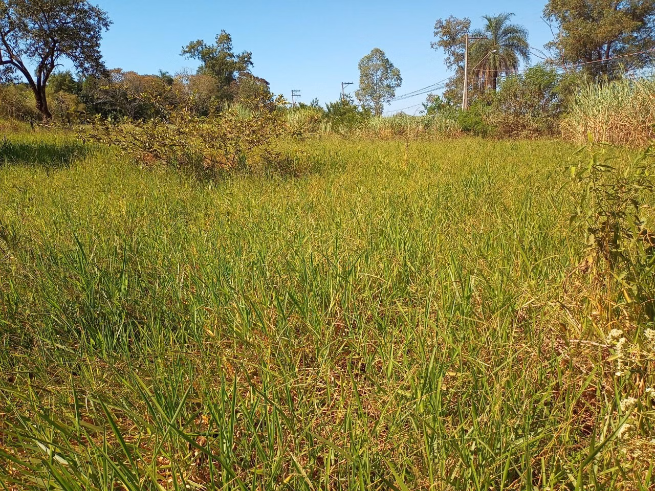 Chácara de 3 ha em Campinas, SP