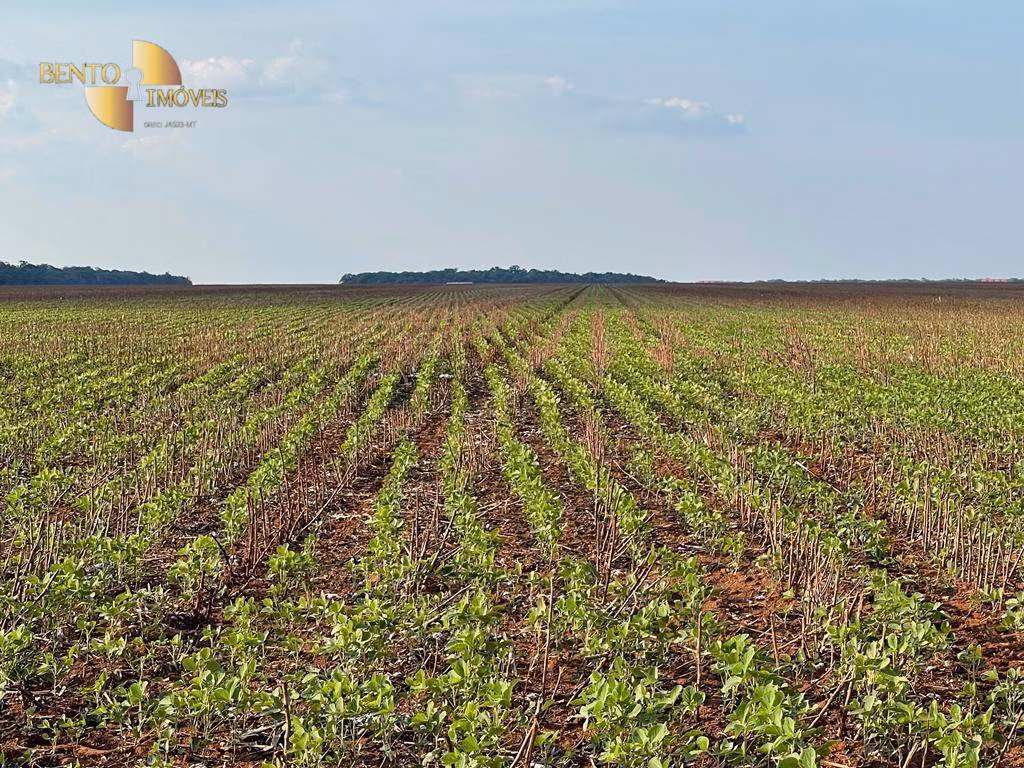 Fazenda de 569 ha em Campo Novo do Parecis, MT