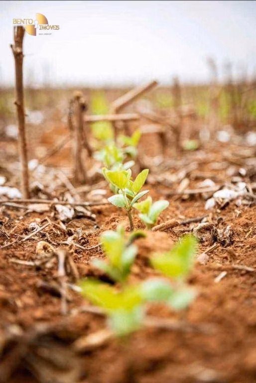 Fazenda de 569 ha em Campo Novo do Parecis, MT