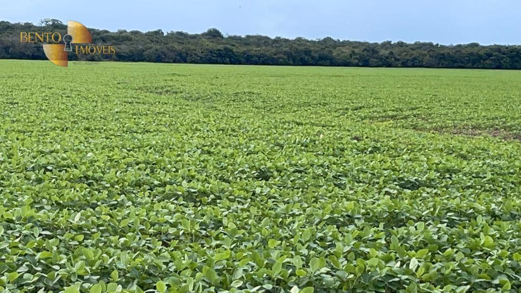 Fazenda de 569 ha em Campo Novo do Parecis, MT