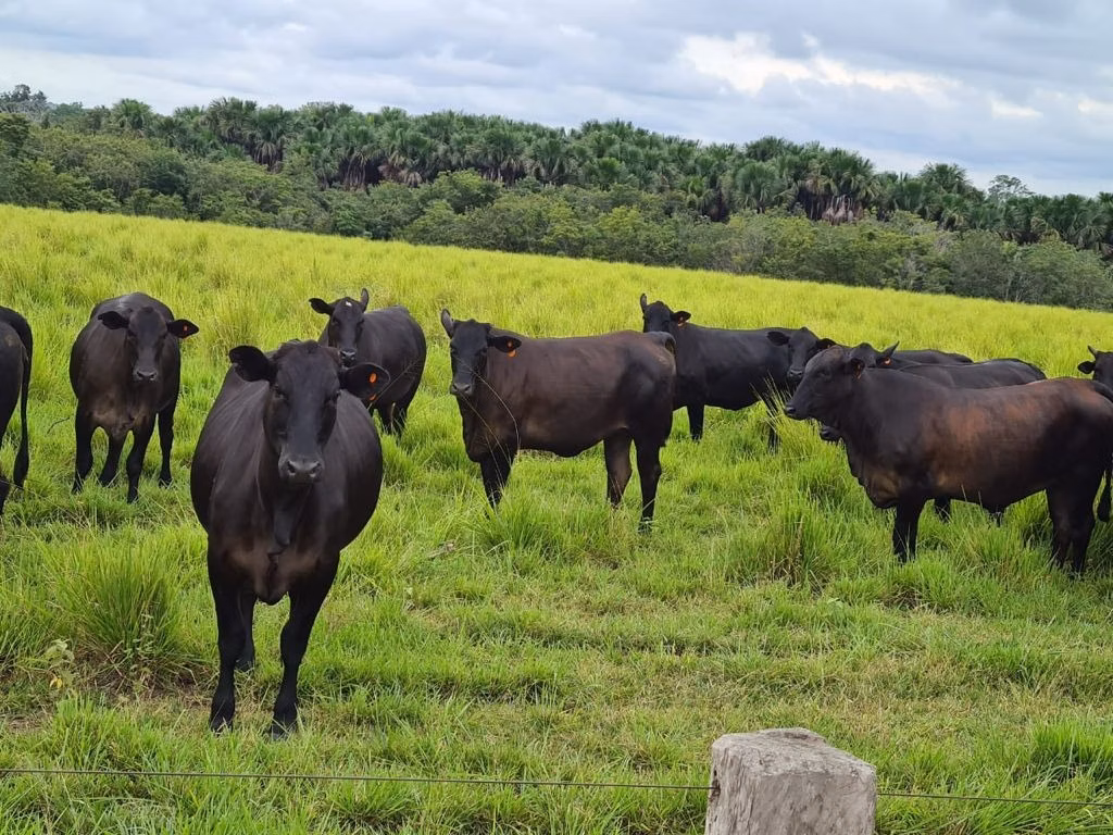 Fazenda de 17.125 ha em Araguaína, TO