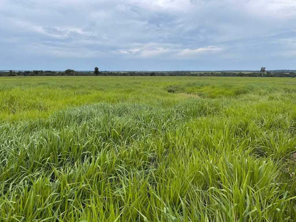 Fazenda de 17.125 ha em Araguaína, TO