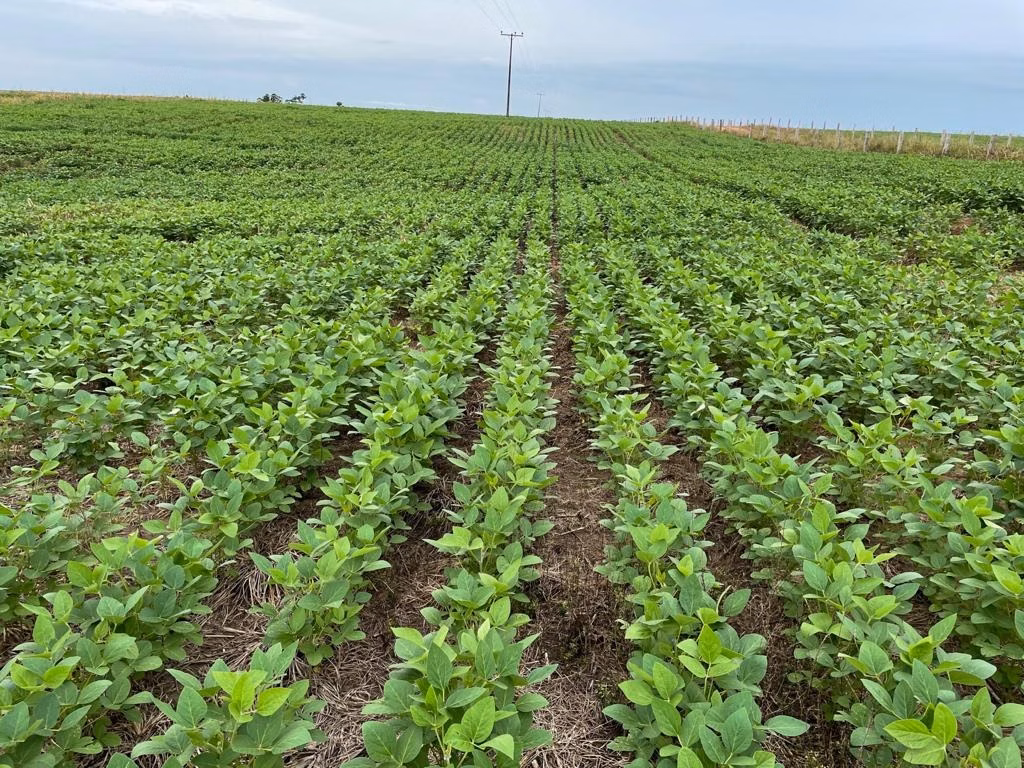 Fazenda de 17.125 ha em Araguaína, TO