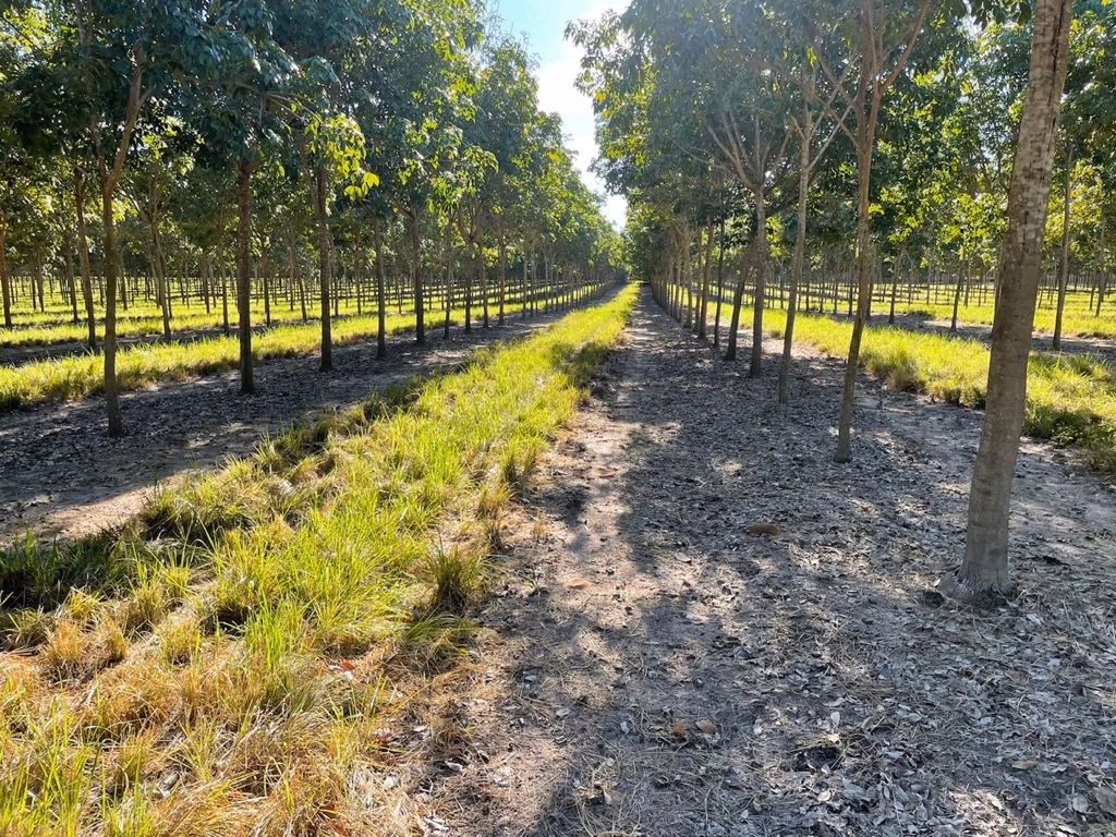 Fazenda de 17.125 ha em Araguaína, TO