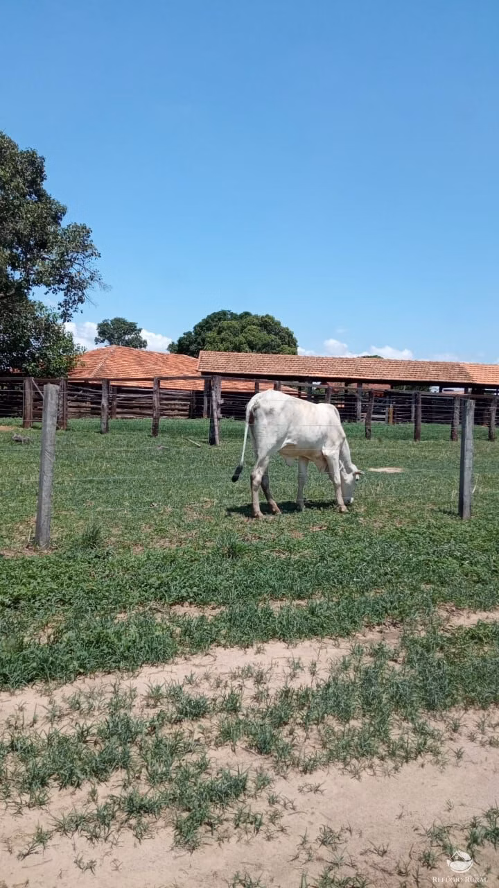 Fazenda de 560 ha em João Pinheiro, MG