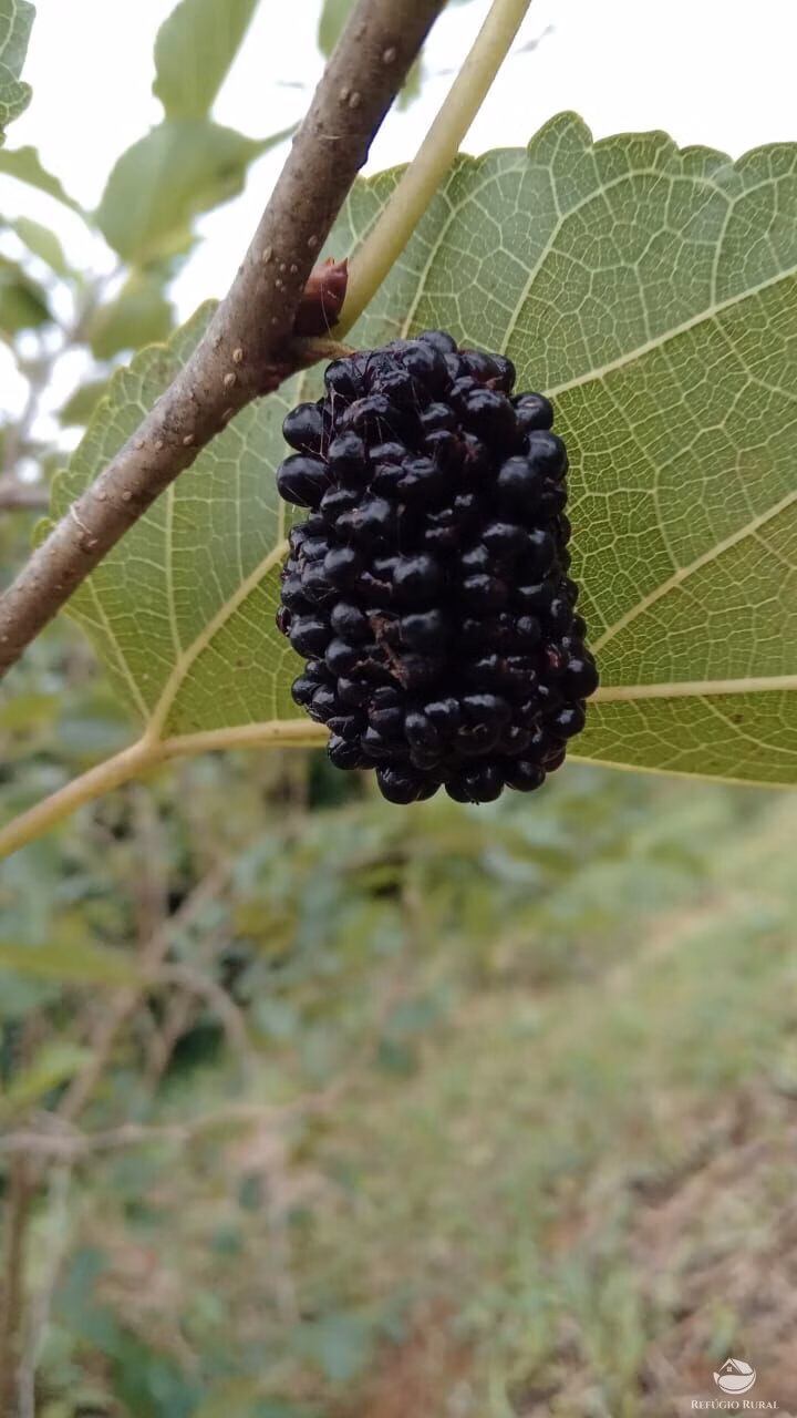 Sítio de 7 ha em São José dos Campos, SP