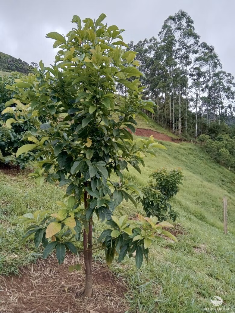 Small farm of 17 acres in São José dos Campos, SP, Brazil