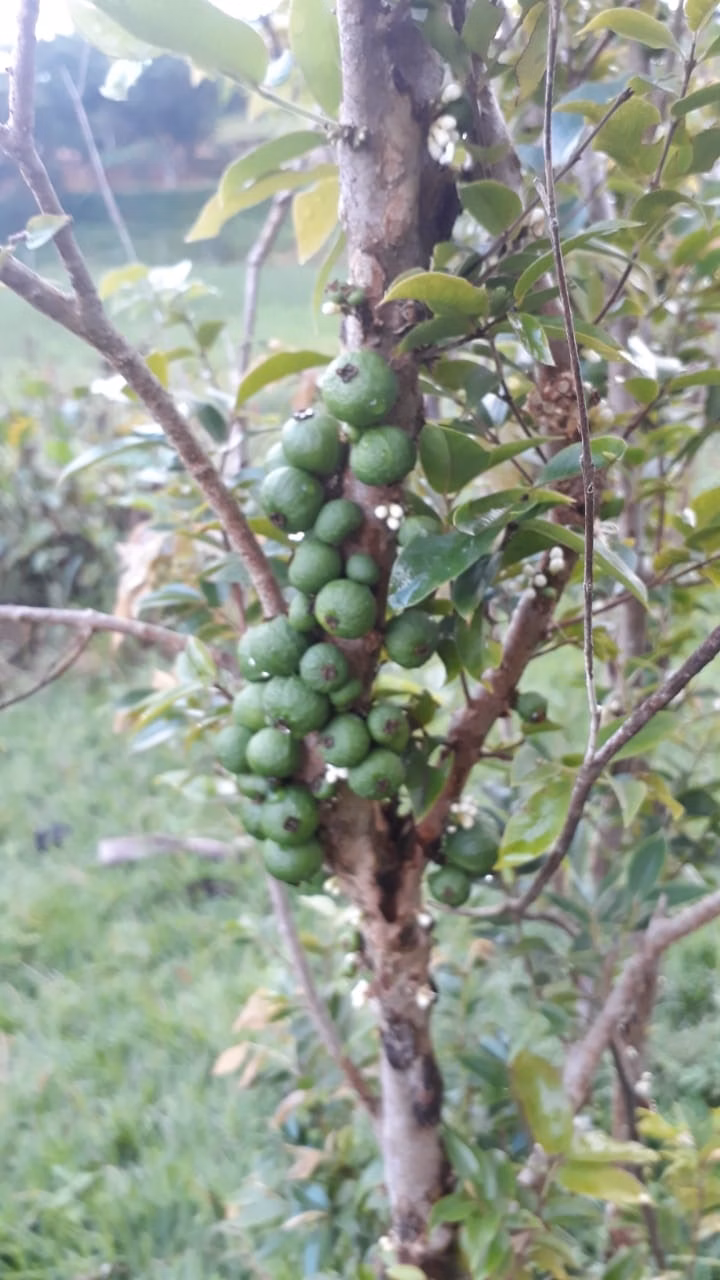 Chácara de 1 ha em Conceição dos Ouros, MG