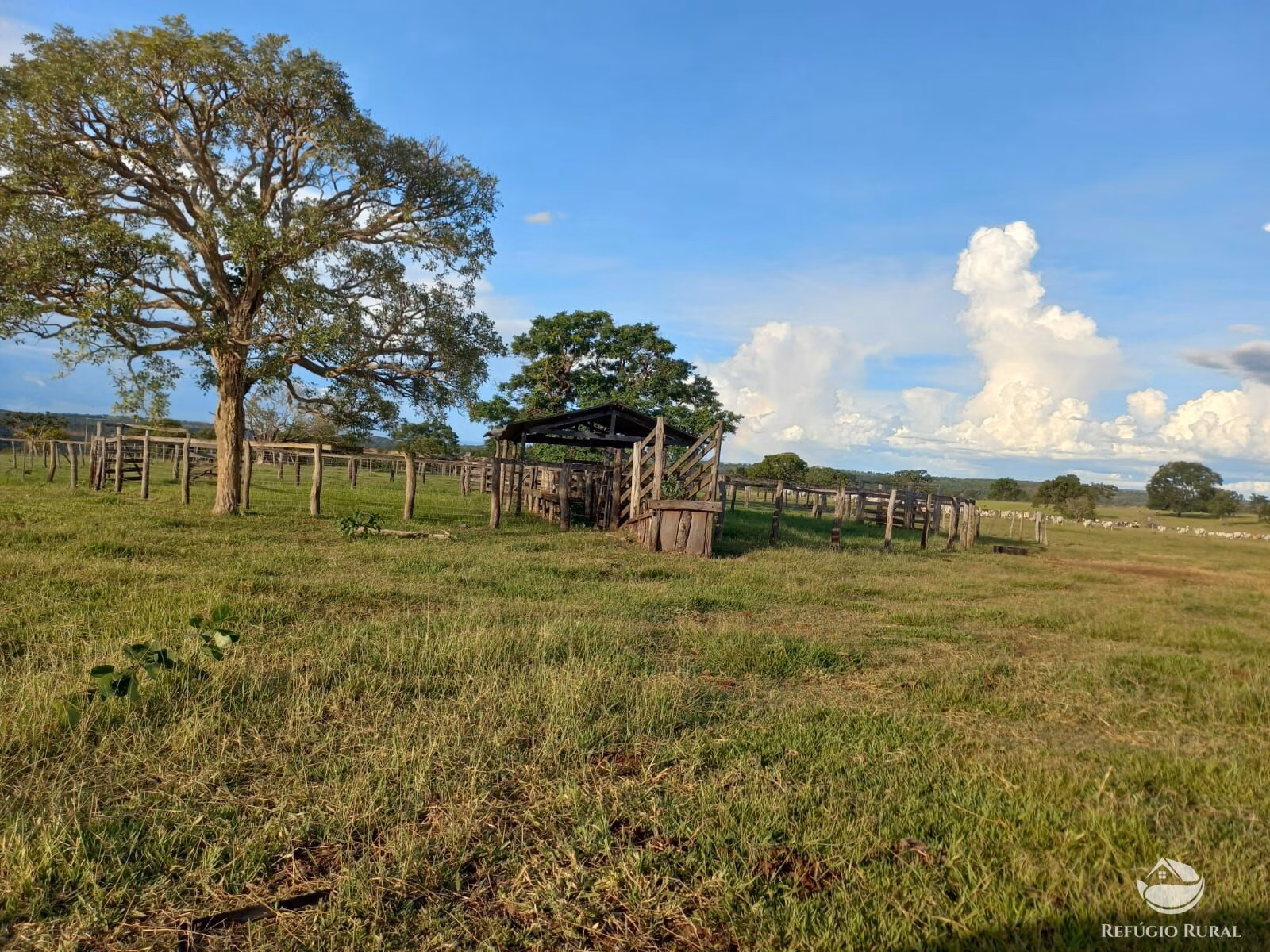 Fazenda de 142 ha em Figueirão, MS