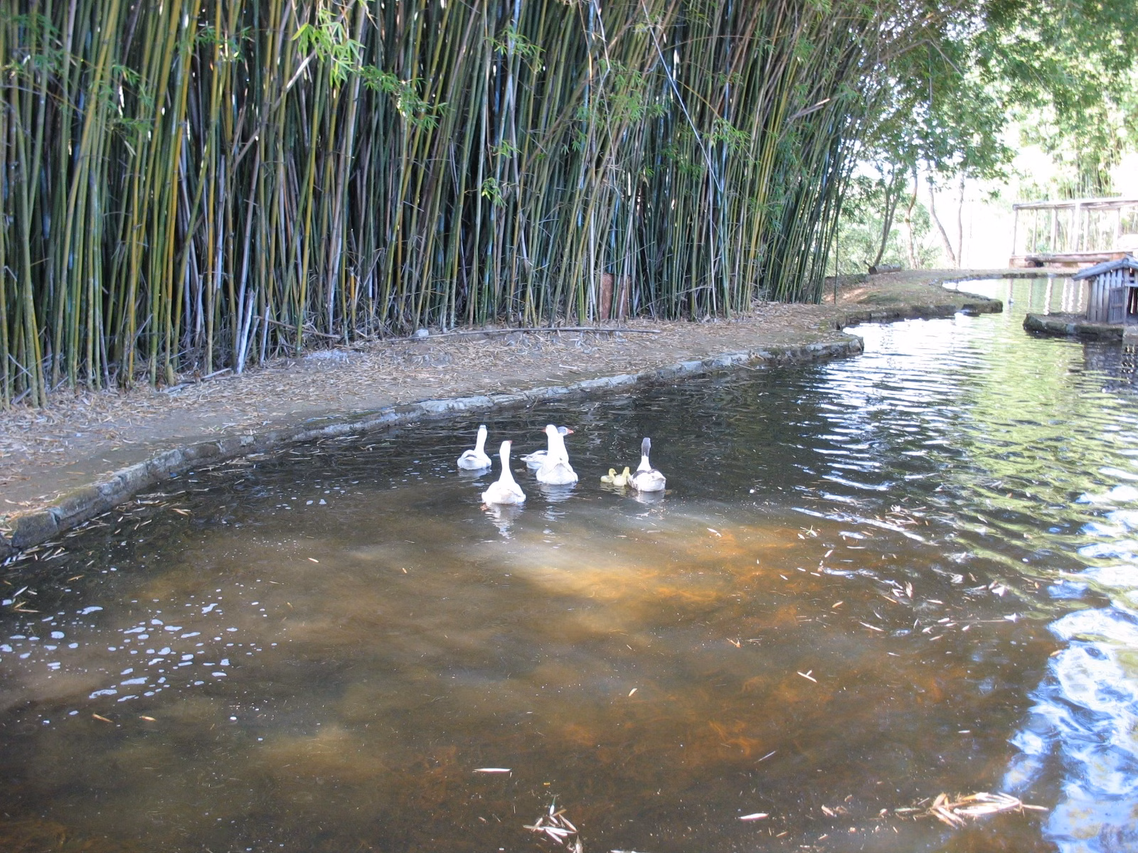Small farm of 67 acres in Queluzito, MG, Brazil