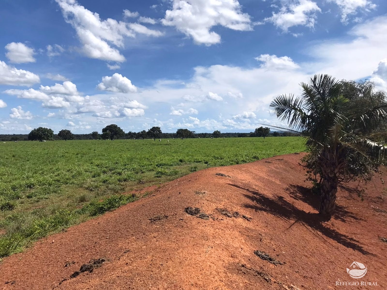 Farm of 3,109 acres in Lagoa da Confusão, TO, Brazil