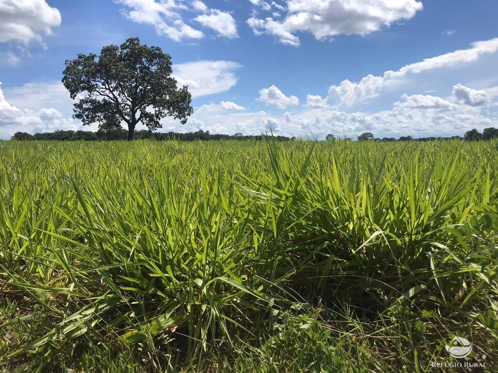 Farm of 3,109 acres in Lagoa da Confusão, TO, Brazil