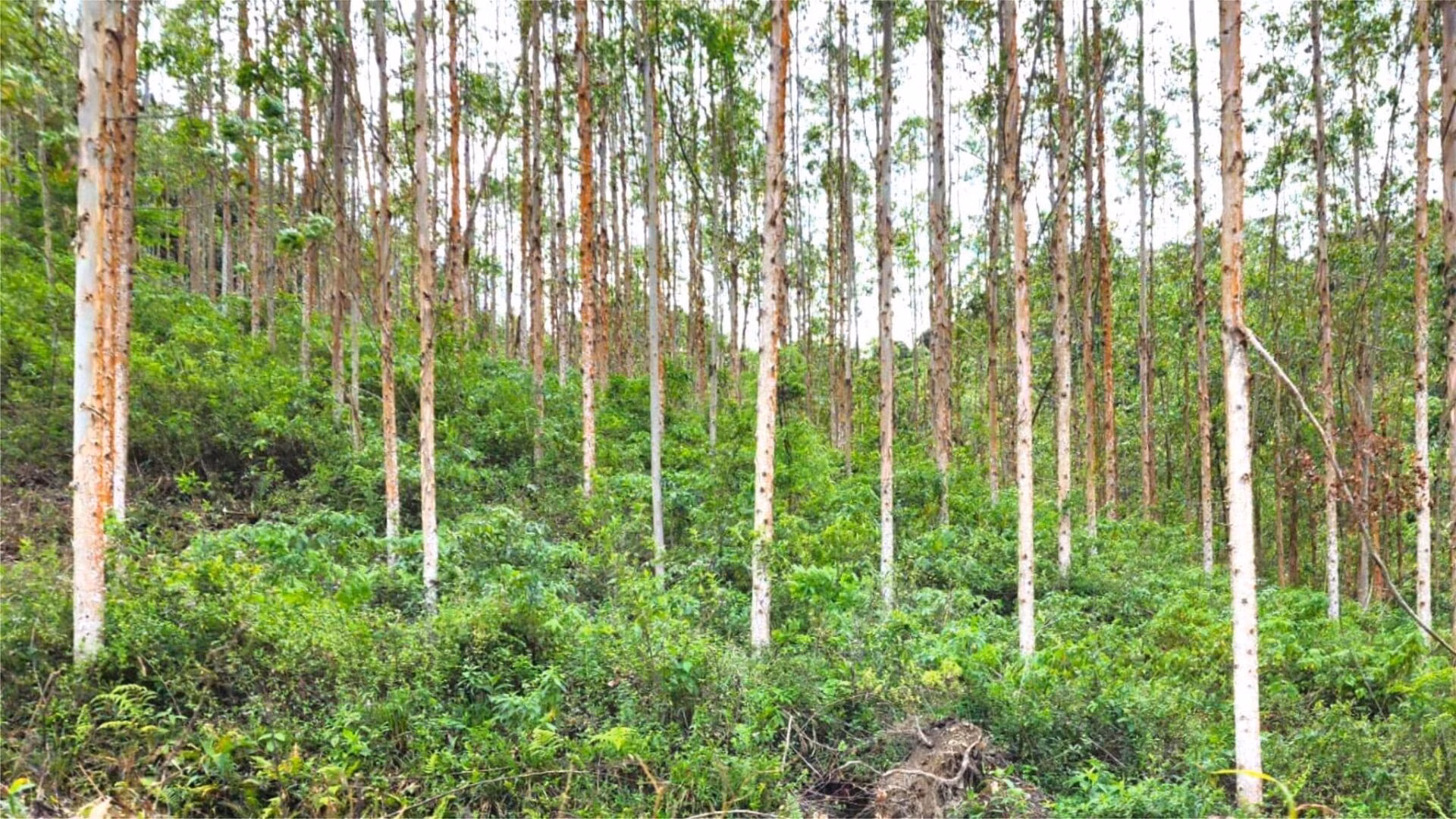 Fazenda de 156 ha em Vidal Ramos, SC