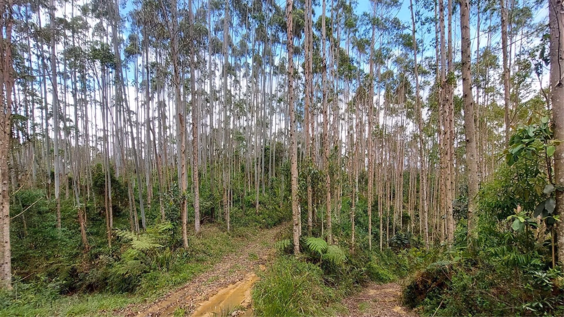 Farm of 385 acres in Vidal Ramos, SC, Brazil
