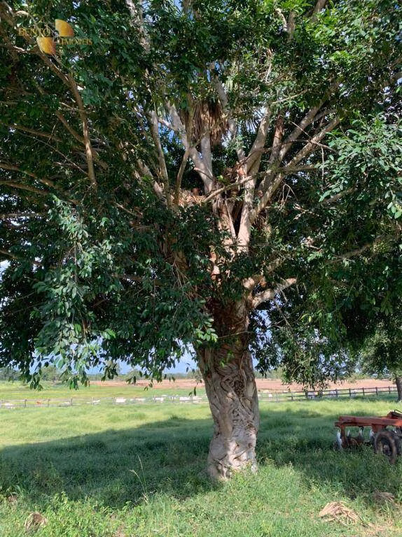 Fazenda de 330 ha em Poconé, MT