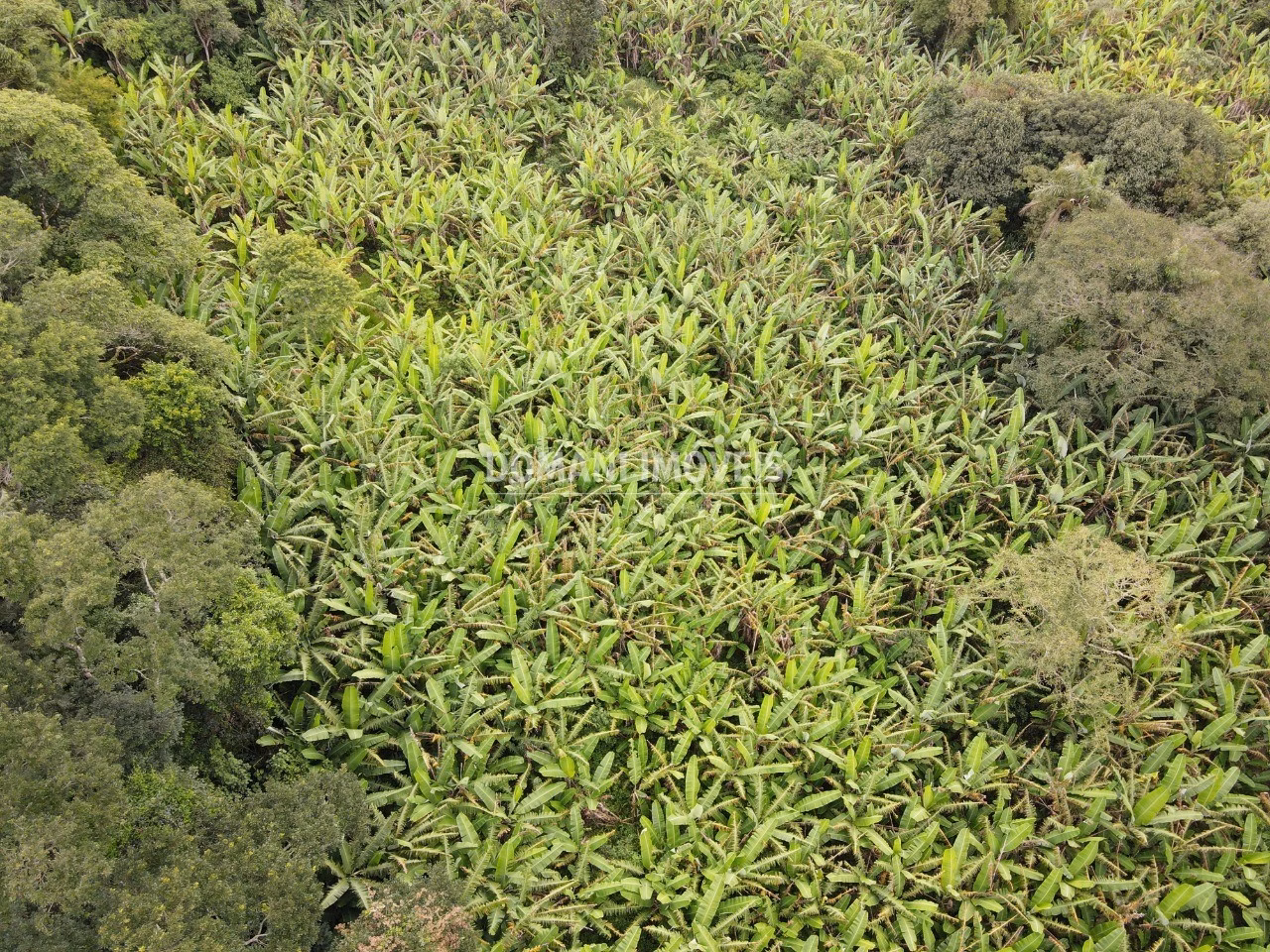 Terreno de 2.600 m² em Campos do Jordão, SP