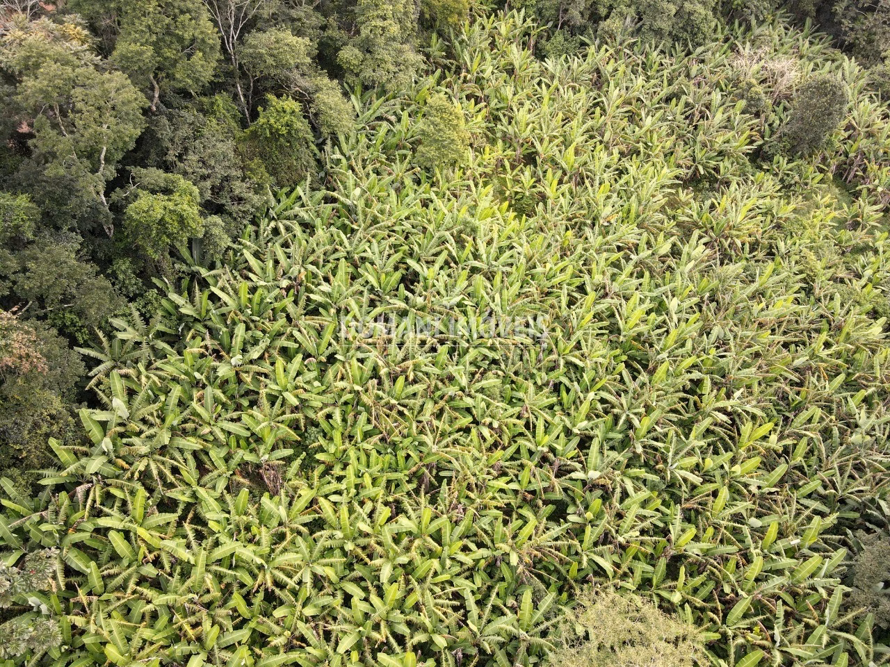 Terreno de 2.600 m² em Campos do Jordão, SP