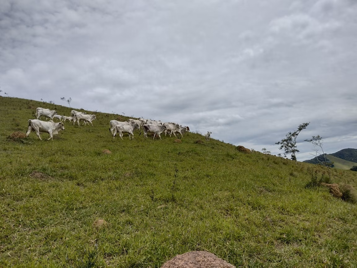 Fazenda de 339 ha em Natividade da Serra, SP