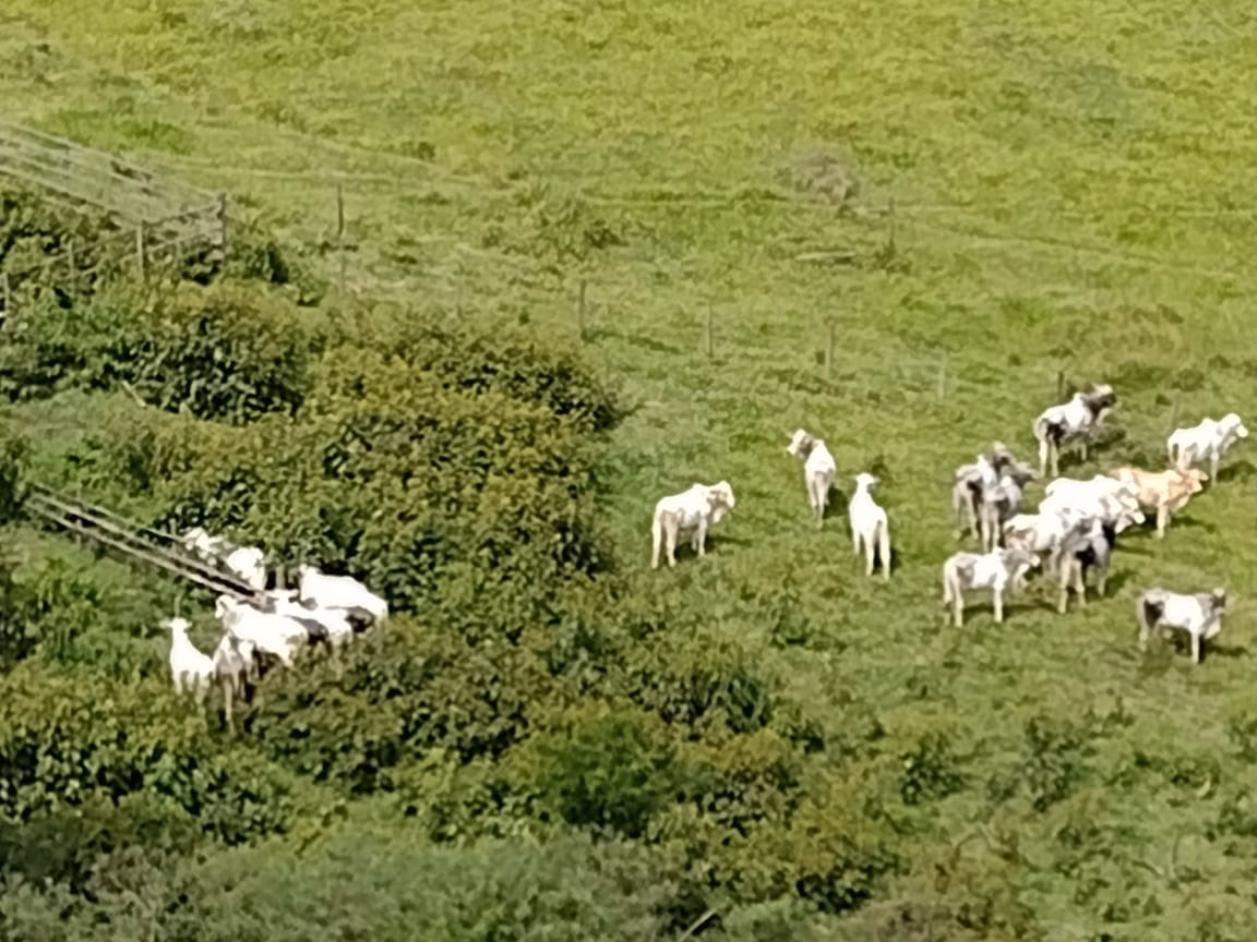 Fazenda de 339 ha em Natividade da Serra, SP