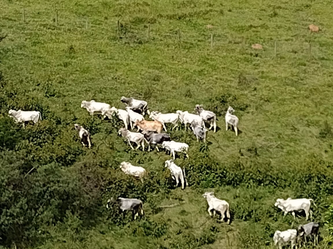Fazenda de 339 ha em Natividade da Serra, SP