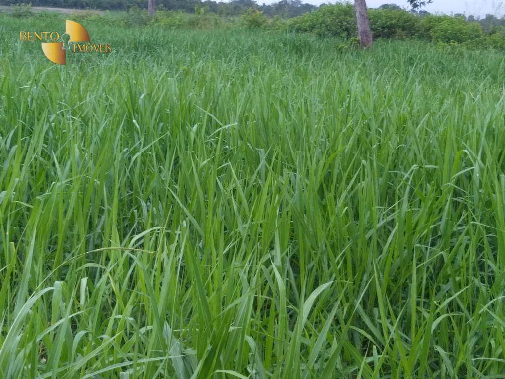 Fazenda de 2.126 ha em Tesouro, MT