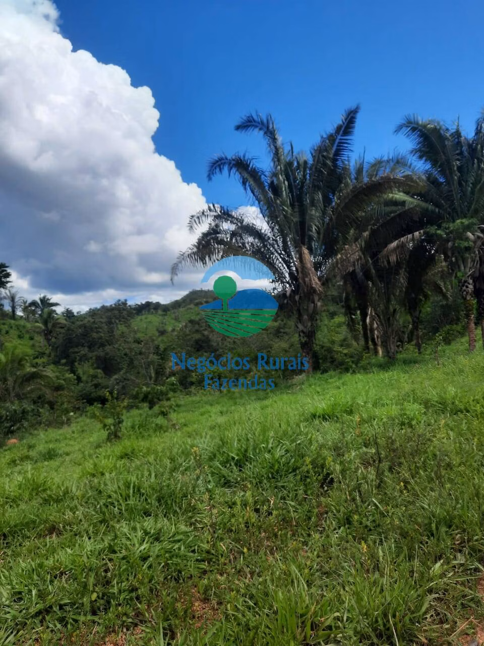 Fazenda de 401 ha em Mimoso de Goiás, GO