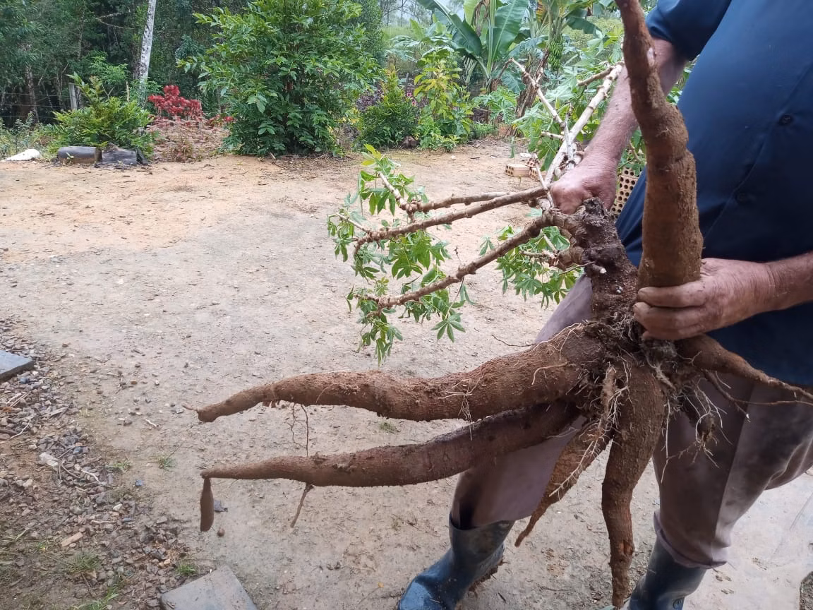 Chácara de 3 ha em Antonina, PR