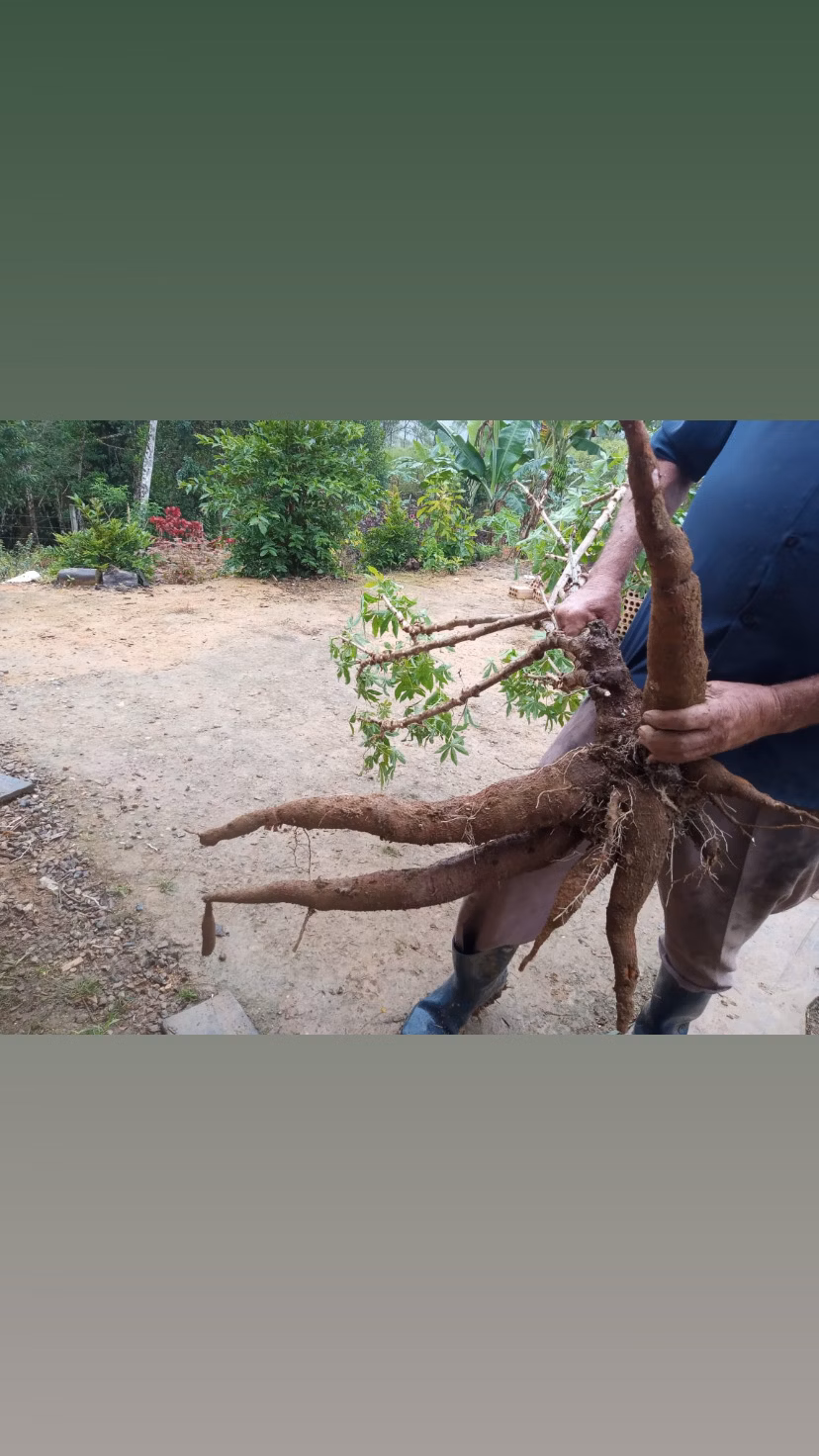 Chácara de 3 ha em Antonina, PR